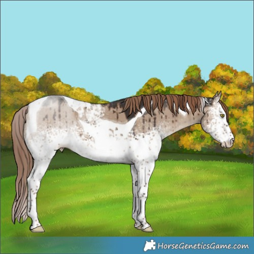 Horse Color:White Spotted Liver Red Dun Tobiano Brindle 