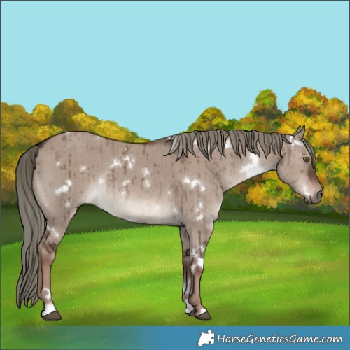 Horse Color:White Spotted Liver Red Dun Mushroom Rabicano Brindle 