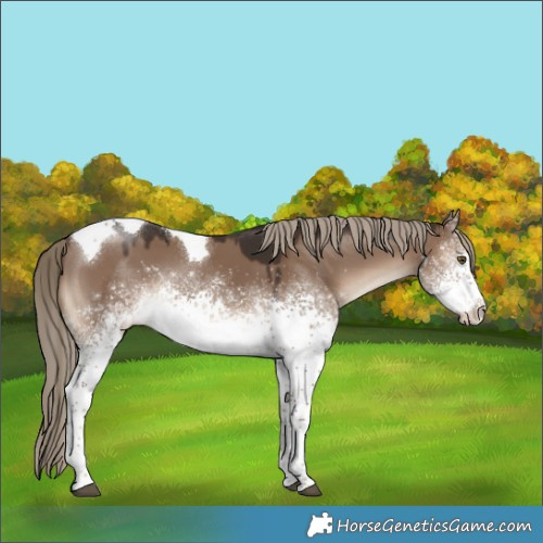 Horse Color:White Spotted Liver Red Dun Tobiano 