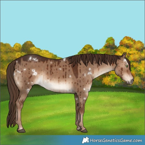 Horse Color:White Spotted Liver Red Dun Brindle 