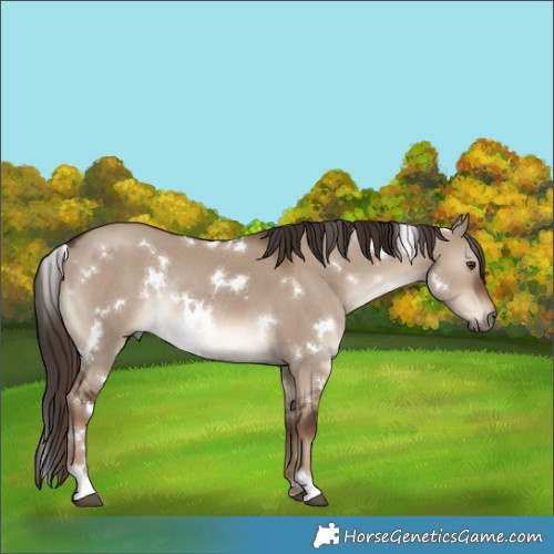 Horse Color:White Spotted Liver Red Dun Rabicano 