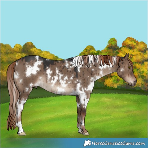 Horse Color:White Spotted Liver Red Dun Brindle 