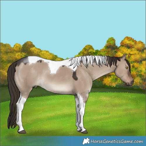Horse Color:Liver Red Dun Tobiano 