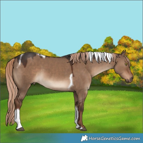 Horse Color:Liver Red Dun Tobiano 