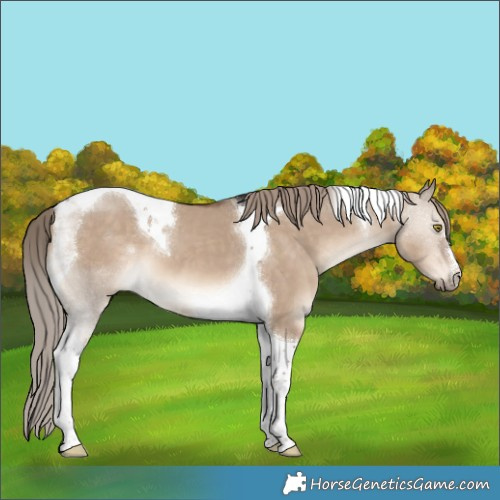 Horse Color:Liver Red Dun Tobiano 