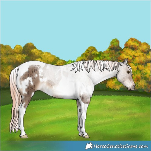 Horse Color:White Spotted Liver Red Dun Tobiano Rabicano Brindle 