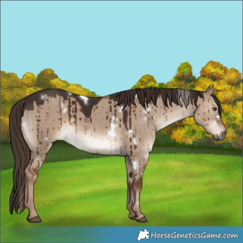 Horse Color:White Spotted Liver Red Dun Brindle 