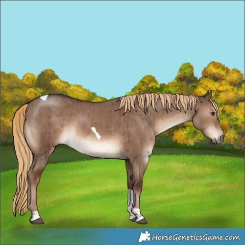 Horse Color:Liver Red Dun Tobiano Brindle 