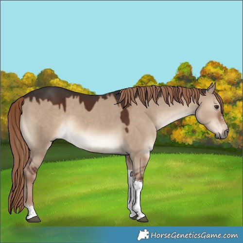 Horse Color:Liver Red Dun Sabino Tobiano 
