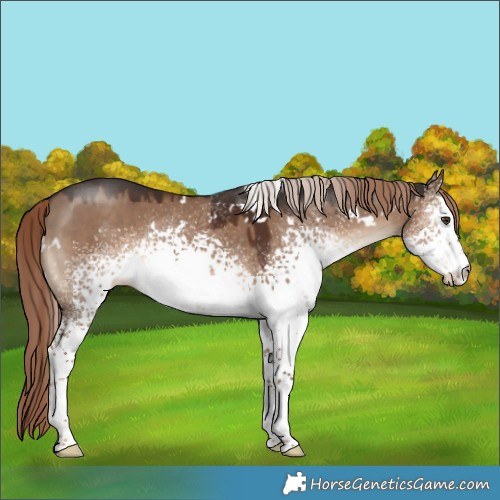 Horse Color:White Spotted Liver Red Dun Rabicano 
