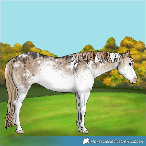 Horse Color:White Spotted Liver Red Dun Rabicano Brindle 
