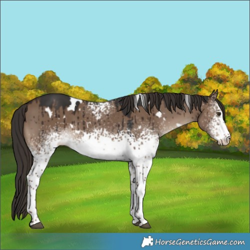 Horse Color:White Spotted Liver Red Dun Brindle 