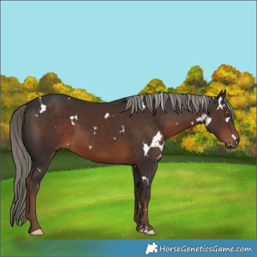 Horse Color:White Spotted Liver Chestnut Mushroom