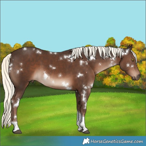 Horse Color:White Spotted Liver Chestnut Mushroom Tobiano 