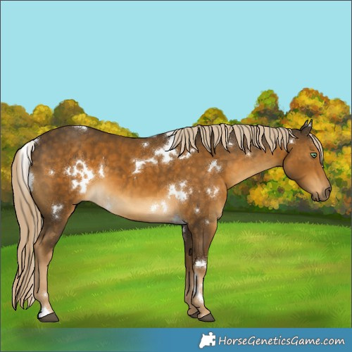 Horse Color:White Spotted Chocolate Palomino Mushroom