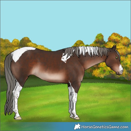 Horse Color:White Spotted Liver Chestnut Mushroom Tobiano