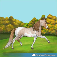 Horse Color:Gray Red Roan Pearl Tobiano Frame 