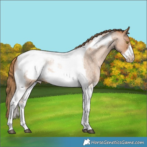 Horse Color:Red Roan Pearl Tobiano Frame