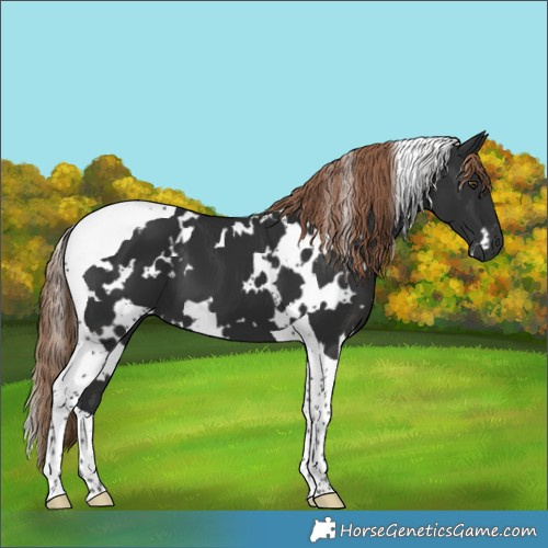 Horse Color:White Spotted Liver Chestnut Tobiano 