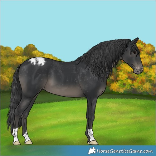Horse Color:Black Appaloosa