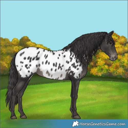 Horse Color:Smoky Black Appaloosa