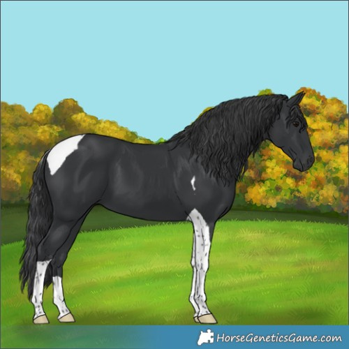 Horse Color:Black Tobiano 