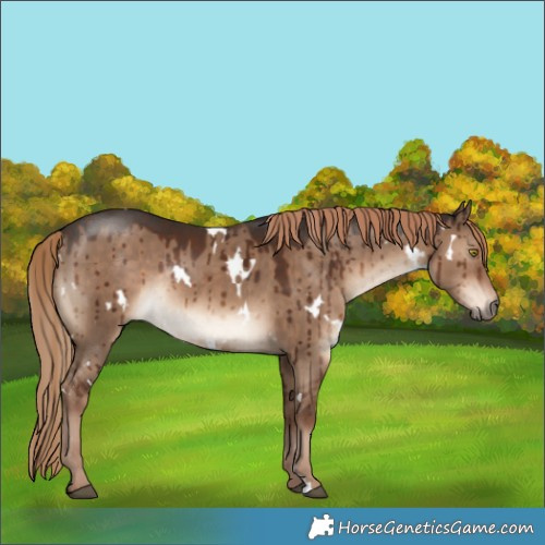 Horse Color:White Spotted Liver Red Dun Rabicano Brindle 