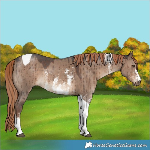 Horse Color:Liver Red Dun Sabino Tobiano Brindle