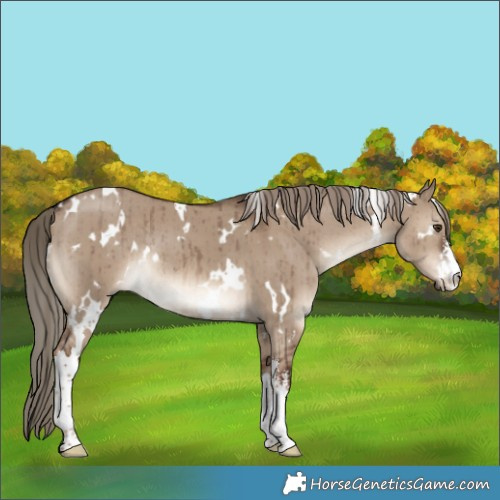 Horse Color:White Spotted Liver Red Dun Rabicano Brindle 