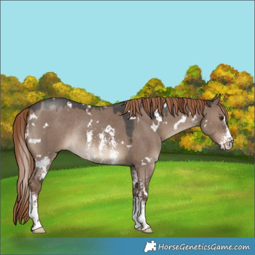 Horse Color:White Spotted Liver Red Dun Sabino Rabicano 