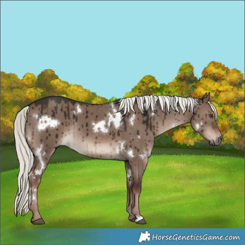 Horse Color:White Spotted Liver Red Dun Mushroom Rabicano Brindle