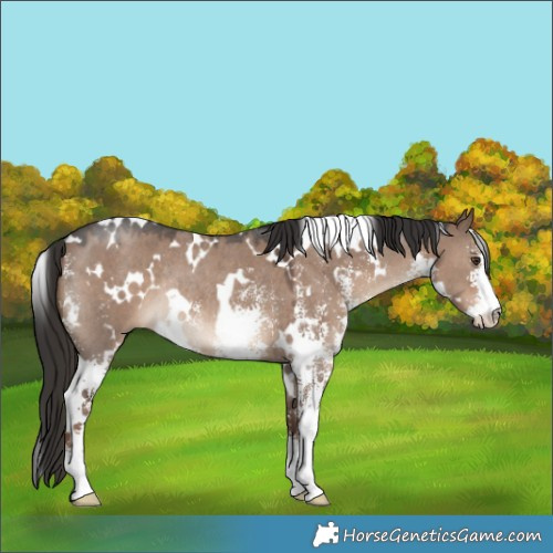 Horse Color:White Spotted Liver Red Dun Sabino Rabicano