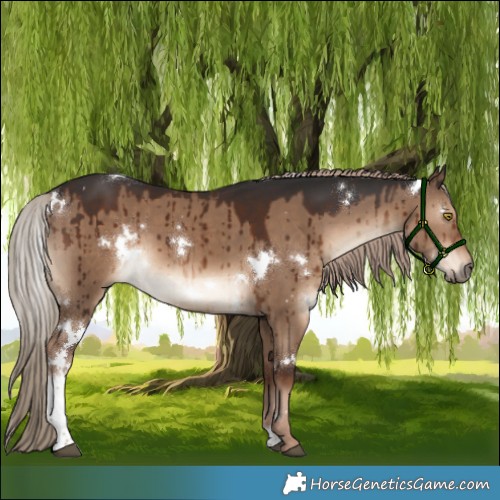 Horse Color:White Spotted Liver Red Dun Tobiano Rabicano Brindle