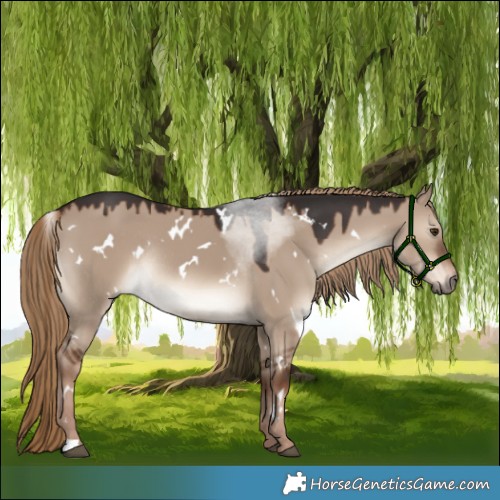 Horse Color:White Spotted Liver Red Dun Rabicano