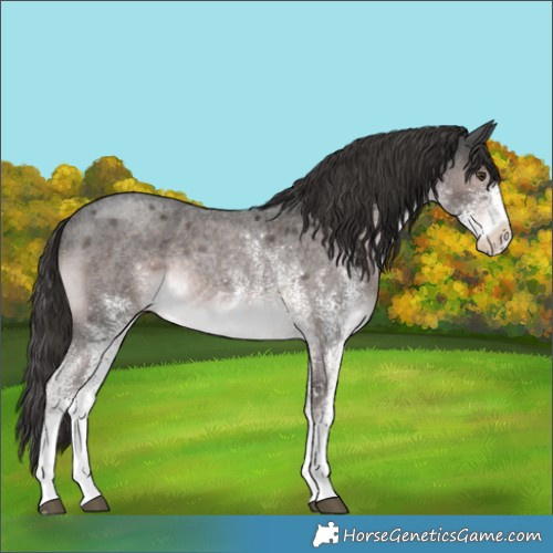 Horse Color:Platinum White Spotted Liver Red Roan Rabicano 