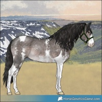 Horse Color:Platinum Liver Chestnut Sabino Tobiano Rabicano 