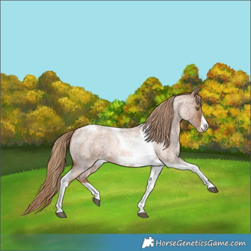 Horse Color:Liver Red Roan Pearl Tobiano Frame 