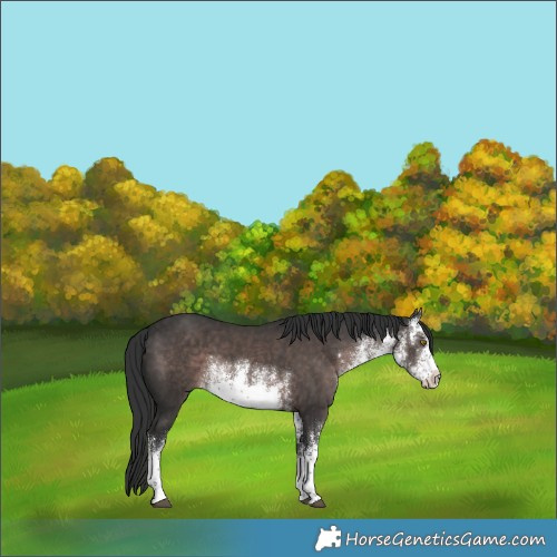 Horse Color:Platinum White Spotted Liver Chestnut