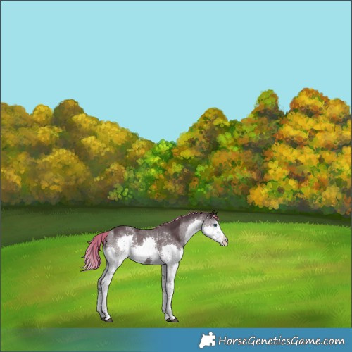 Horse Color:Platinum White Spotted Liver Chestnut Splash 