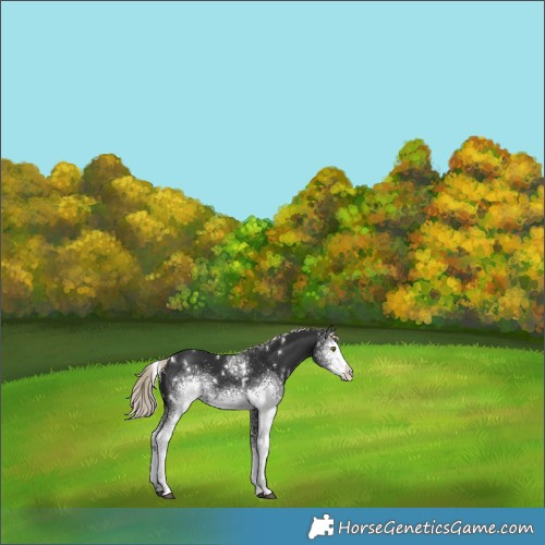 Horse Color:White Spotted Liver Chestnut Rabicano