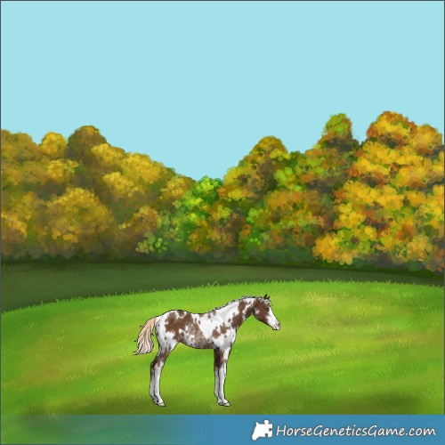 Horse Color:White Spotted Chocolate Palomino Rabicano 