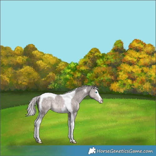 Horse Color:Platinum White Spotted Chocolate Palomino Dun Splash Tobiano Rabicano 