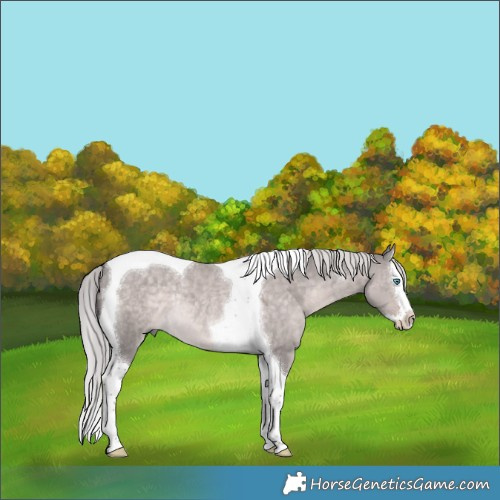 Horse Color:Platinum White Spotted Chocolate Palomino Dun Splash Tobiano Rabicano