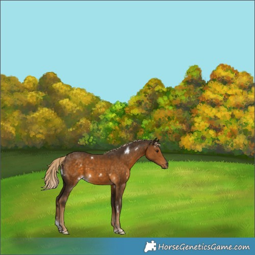 Horse Color:White Spotted Chocolate Palomino Tobiano Rabicano