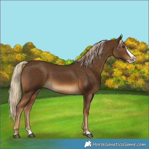 Horse Color:Chocolate Palomino Splash 