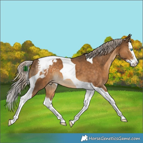 Horse Color:Chocolate Palomino Splash Tobiano Appaloosa 