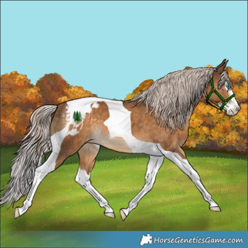 Horse Color:Chocolate Palomino Splash Tobiano Appaloosa 