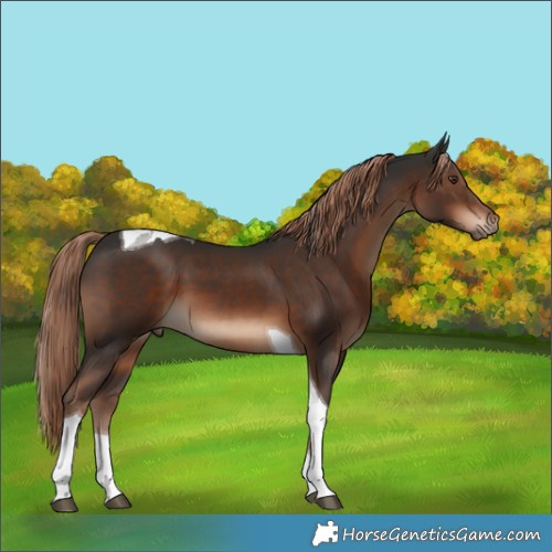 Horse Color:Liver Chestnut Tobiano
