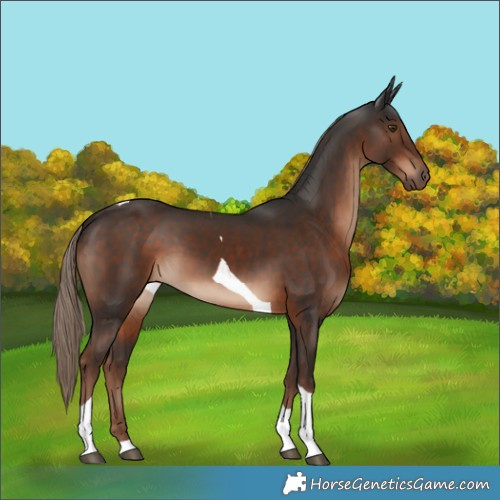 Horse Color:Liver Chestnut Tobiano 