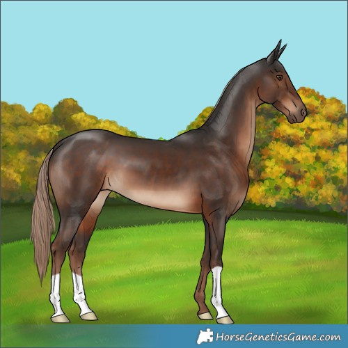 Horse Color:Liver Chestnut 